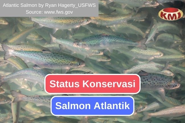 Mengetahui Situasi Konservasi Salmon Atlantik
